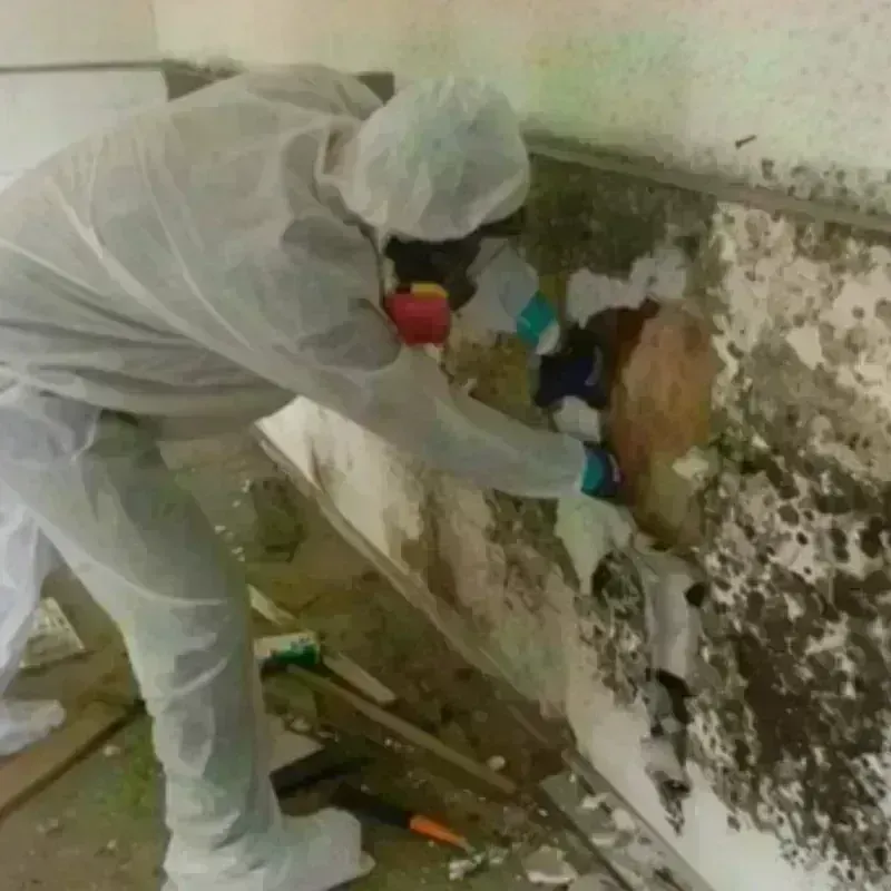 Mold Remediation and Removal in Montrose, NY